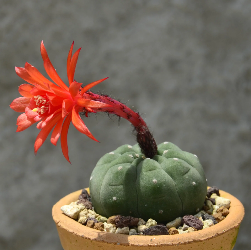 Rot matucana blume samen for anpflanzung - cottage garten essential, heirloom & gmo free samen for home garten
sale samen for anpflanzung in home garten
