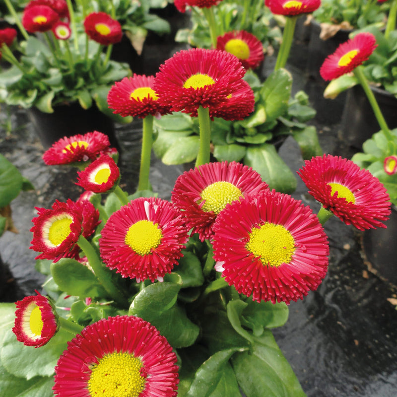 Rot gelb bellis blume samen for anpflanzung colorful display heirloom & gmo free samen for home garten
sale samen for home garten anpflanzung