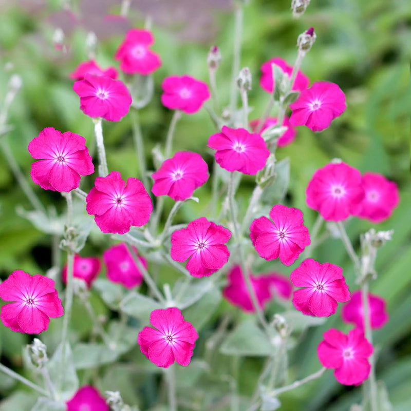 Rosa campion blume samen for anpflanzung perfect for borders heirloom & gmo free samen for home garten
sale samen for home garten anpflanzung