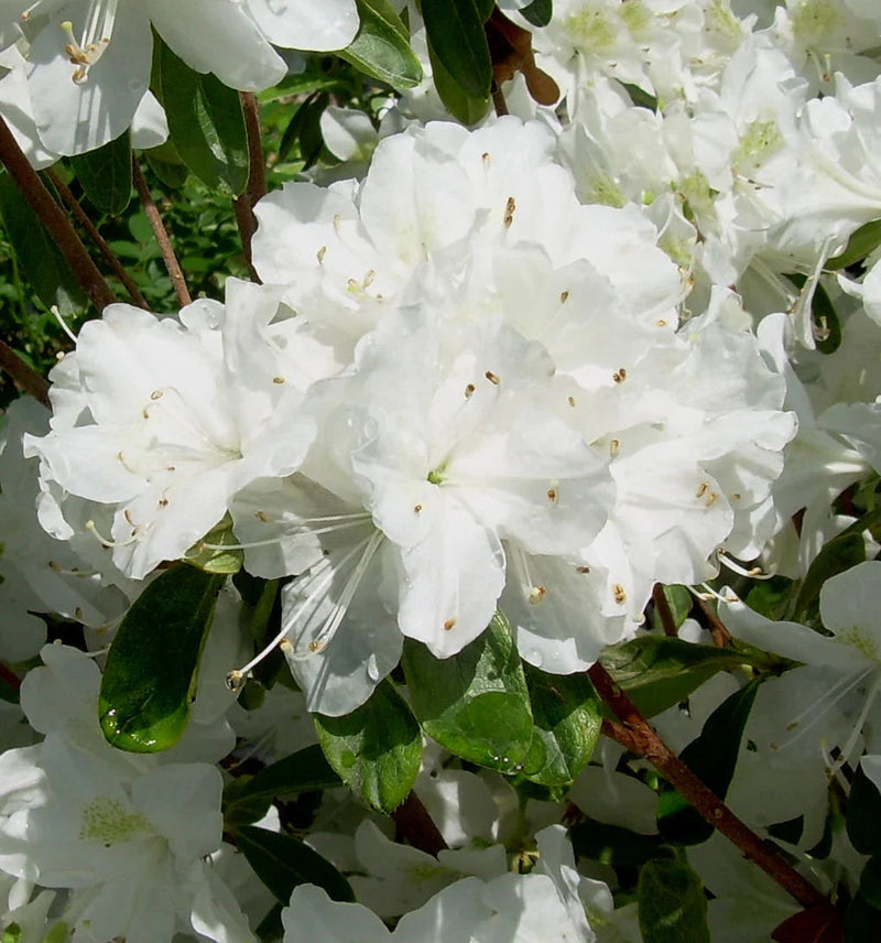 Rhododendron blume samen for anpflanzung - colorful display, heirloom & gmo free samen for home garten
sale for anpflanzung in home garten