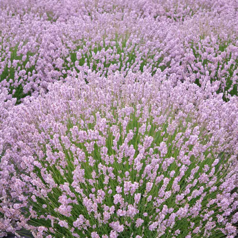 Rosa lavender marjoram blume samen for anpflanzung - hardy variety, heirloom & gmo free samen for home garten
sale samen for anpflanzung in home garten
