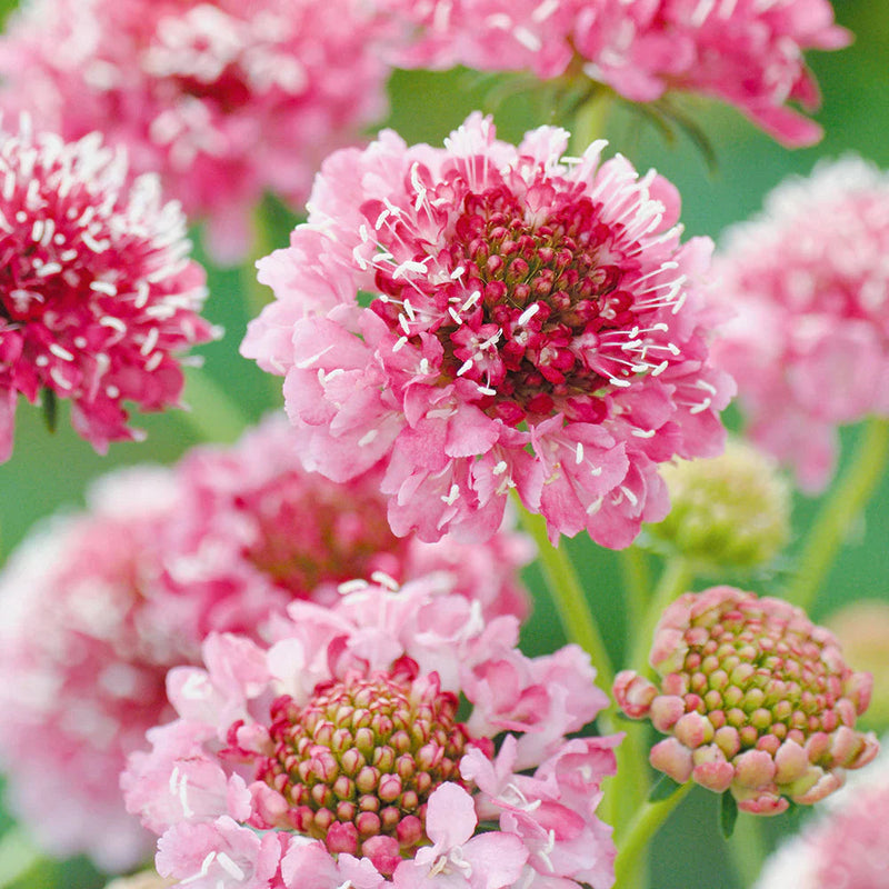 Rosa scabiosa salmon blume samen for anpflanzung sun loving heirloom & gmo free samen for home garten
sale samen for home garten anpflanzung