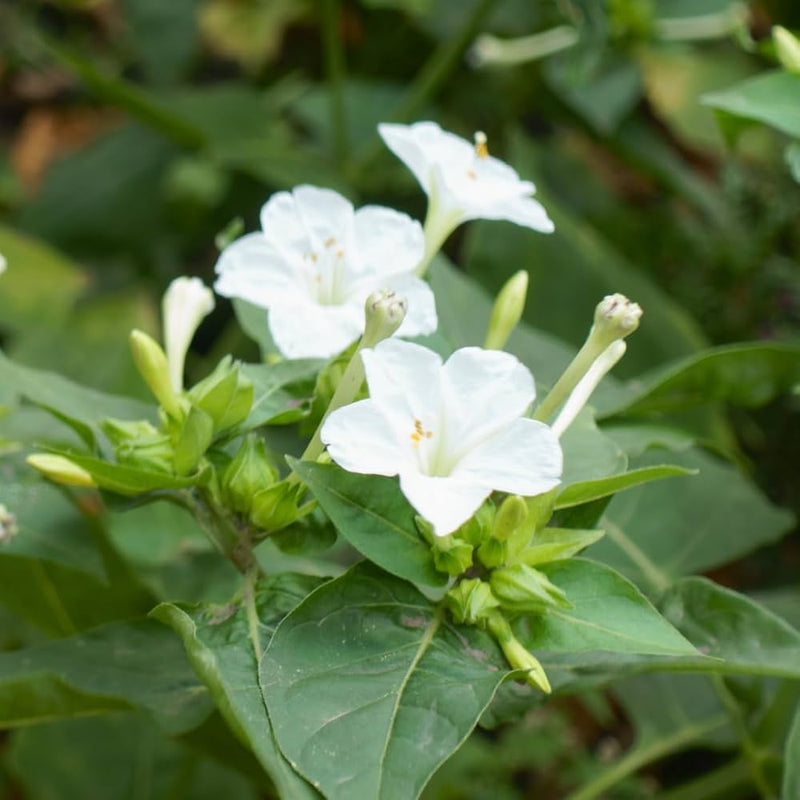Weiß four o'clock blume samen for anpflanzung shade tolerant heirloom & gmo free samen for home garten
sale samen for home garten anpflanzung