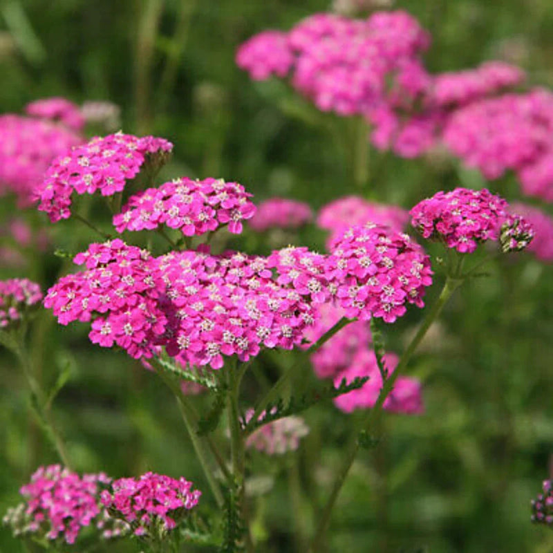 Rosa yarrow blume samen for anpflanzung pollinator friendly heirloom & gmo free samen for home garten
sale samen for home garten anpflanzung