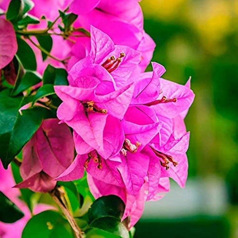 Rosa bougainvillea blume samen for anpflanzung premium quality heirloom & gmo free samen for home garten
sale samen for home garten anpflanzung