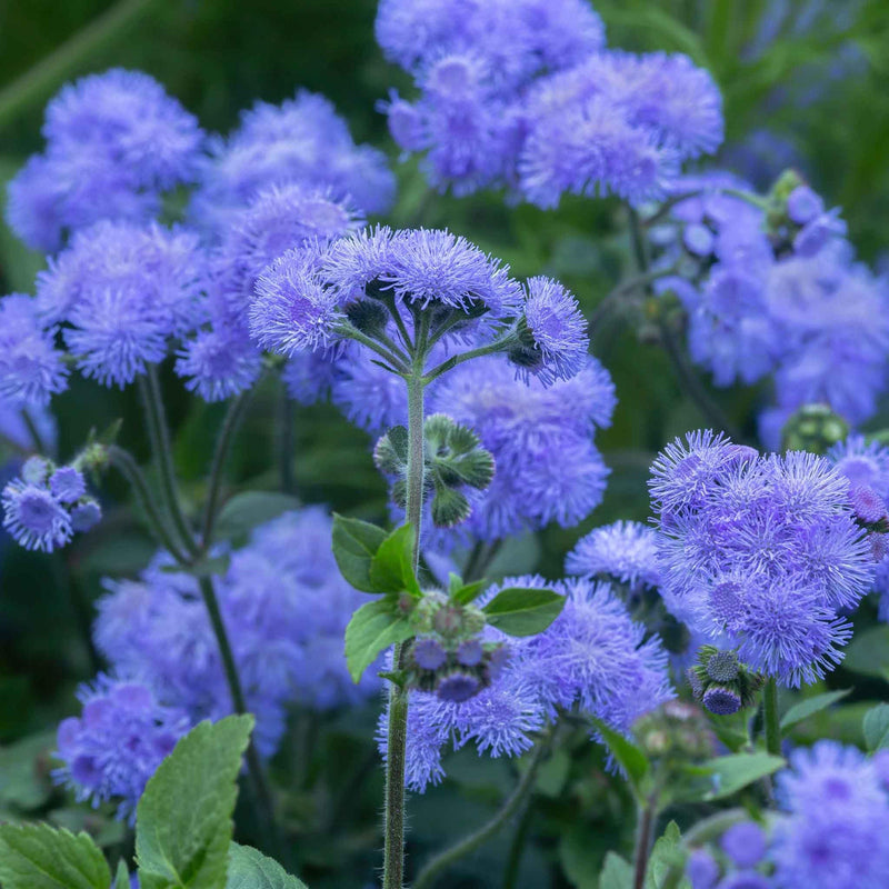 Ageratum blume samen for anpflanzung fragrant blossoms heirloom & gmo free samen for home garten
sale for anpflanzung in home garten