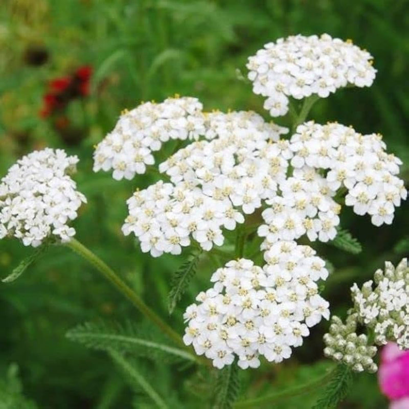 Weiß achillea blume samen for anpflanzung compact growth heirloom & gmo free samen for home garten
sale samen for home garten anpflanzung