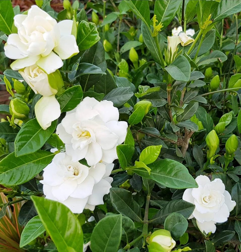 Weiß gardenia jasminoides blume samen for anpflanzung hardy variety heirloom & gmo free samen for home garten
sale samen for home garten anpflanzung