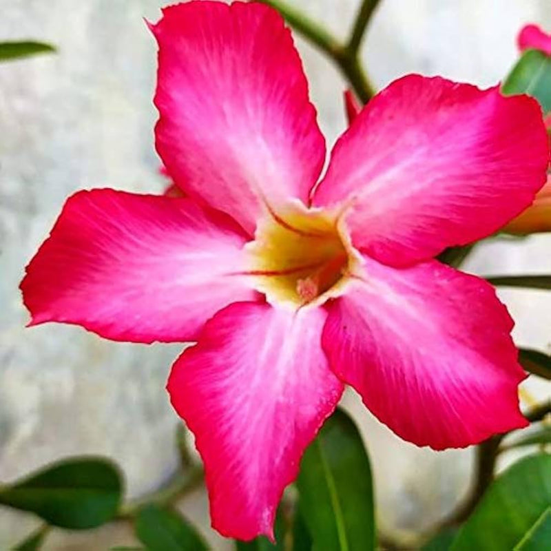 Rosa adenium blume samen for anpflanzung low maintenance heirloom & gmo free samen for home garten
sale samen for home garten anpflanzung