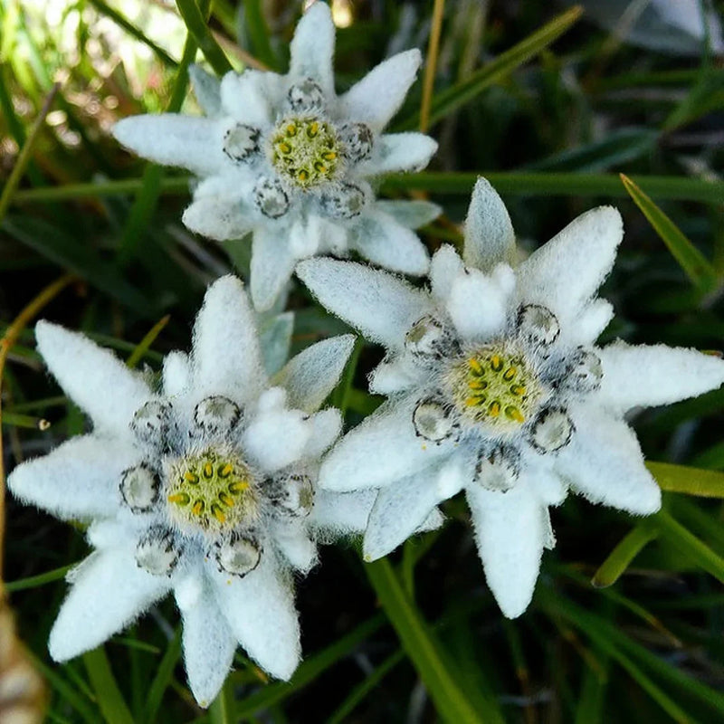 Weiß edelweiss blume samen for anpflanzung - long bloom season, heirloom & gmo free samen for home garten
sale for anpflanzung in home garten