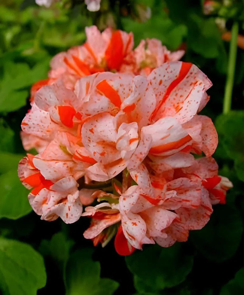 Orange weiß geraniums blume samen for anpflanzung - compact growth, heirloom & gmo free samen for home garten
sale samen for anpflanzung in home garten