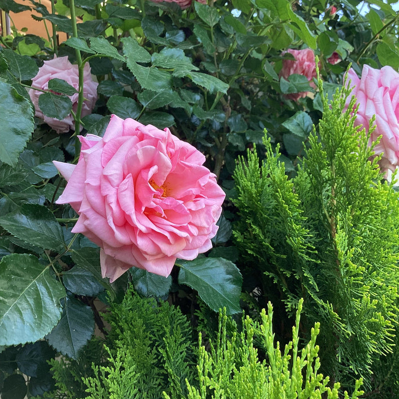 Rosa damascena blume samen for anpflanzung shade tolerant heirloom & gmo free samen for home garten
sale samen for home garten anpflanzung