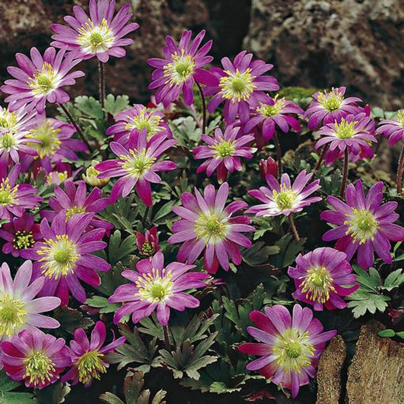 Rosa blanda star blume samen for anpflanzung shade tolerant heirloom & gmo free samen for home garten
sale samen for home garten anpflanzung