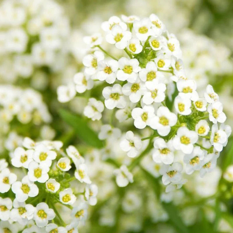 Weiß snow blume samen for anpflanzung colorful display heirloom & gmo free samen for home garten
sale samen for home garten anpflanzung