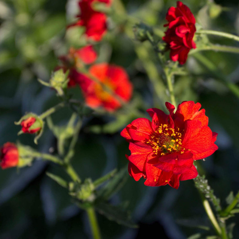 Rot bradshaw blume samen for anpflanzung - easy to grow, heirloom & gmo free samen for home garten
sale for anpflanzung in home garten