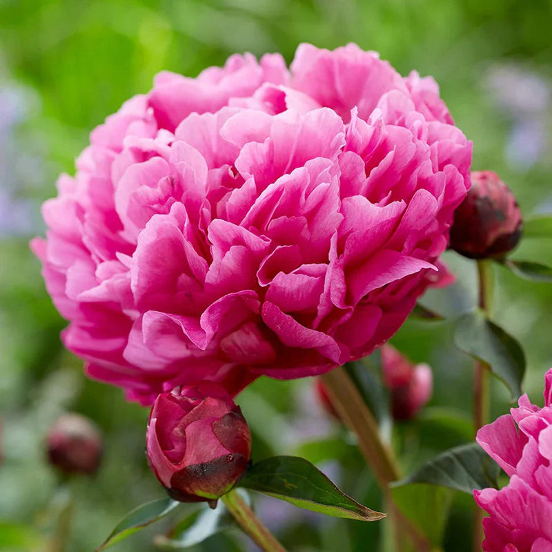 Rosa paeonia lactiflora blume samen for anpflanzung hardy variety heirloom & gmo free samen for home garten
sale samen for home garten anpflanzung