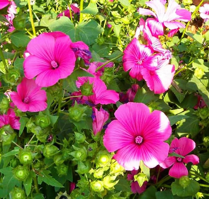 Rosa lavatera blume samen for anpflanzung easy to grow heirloom & gmo free samen for home garten
sale samen for home garten anpflanzung