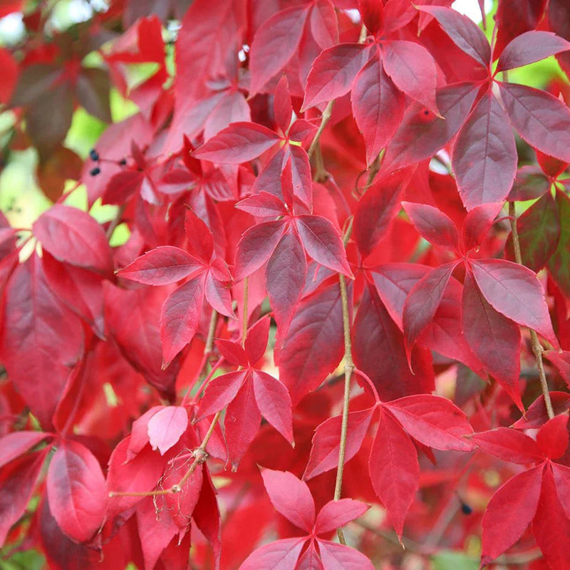 Parthenocissus blume samen for anpflanzung wildflower mix heirloom & gmo free samen for home garten
sale samen for home garten anpflanzung