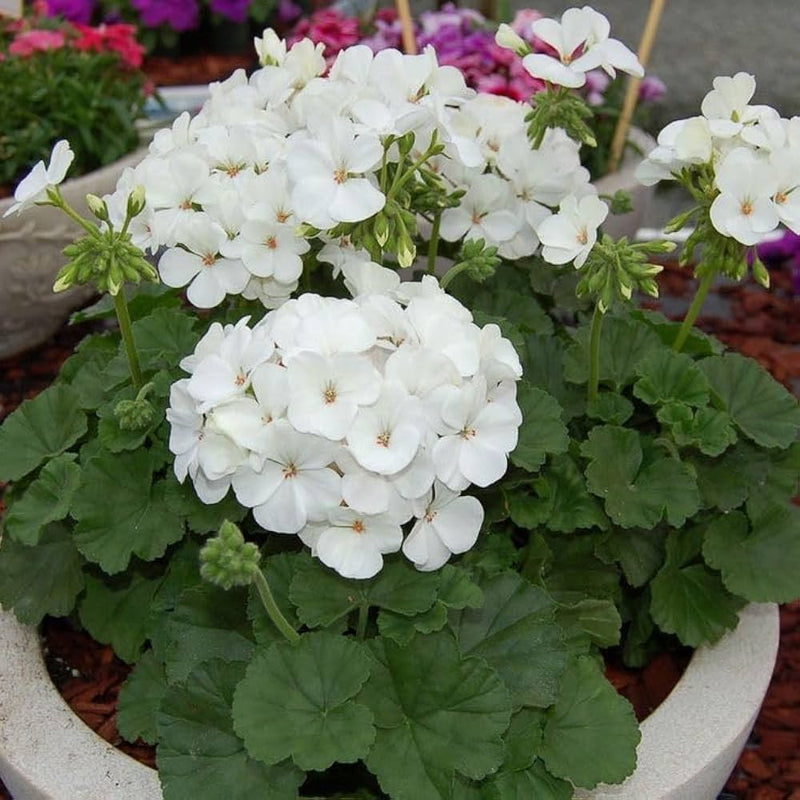 Weiß pelargonium blume samen for anpflanzung drought tolerant heirloom & gmo free samen for home garten
sale samen for home garten anpflanzung