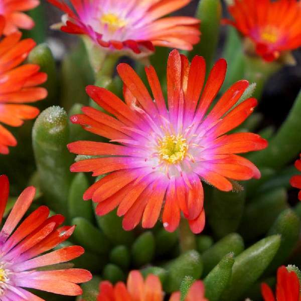 Rot delosperma blume samen for anpflanzung fragrant blossoms heirloom & gmo free samen for home garten
sale for anpflanzung in home garten