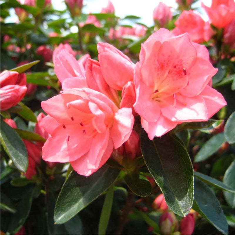 Rosa rhododendron azalea blume samen blume samen for anpflanzung bright blooms heirloom & gmo free samen for home garten
sale samen for home garten anpflanzung