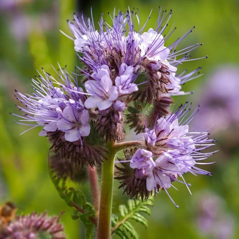 Violet lacy phacelia samen blume samen for anpflanzung easy to grow heirloom & gmo free samen for home garten
sale samen for home garten anpflanzung