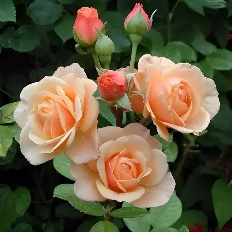 Peach rose blume samen for anpflanzung sun loving heirloom & gmo free samen for home garten
sale samen for home garten anpflanzung