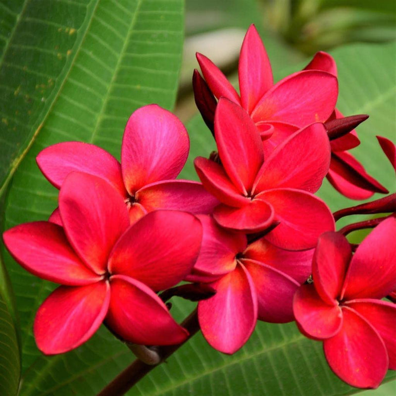 Rot frangipani blume samen for anpflanzung - perfect for borders, heirloom & gmo free samen for home garten
sale for anpflanzung in home garten