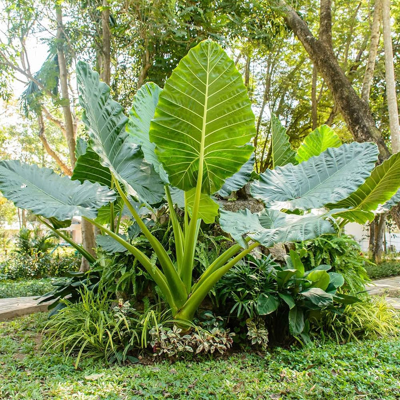 Alocasia macrorrhiza blume samen for anpflanzung cut blume favorite heirloom & gmo free samen for home garten
sale samen for home garten anpflanzung