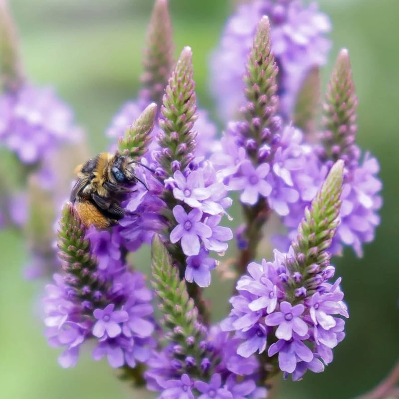 Vervain hastata blume samen for anpflanzung seasonal bloomer heirloom & gmo free samen for home garten
sale samen for home garten anpflanzung