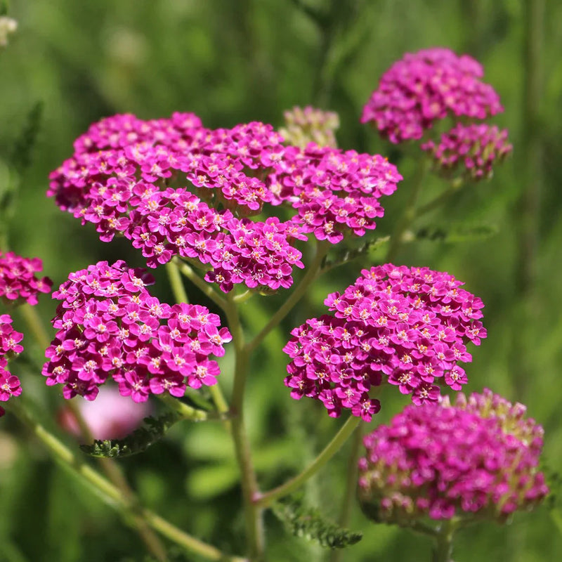 Rosa achillea yarrow blume samen for anpflanzung - premium quality, heirloom & gmo free samen for home garten
sale samen for anpflanzung in home garten