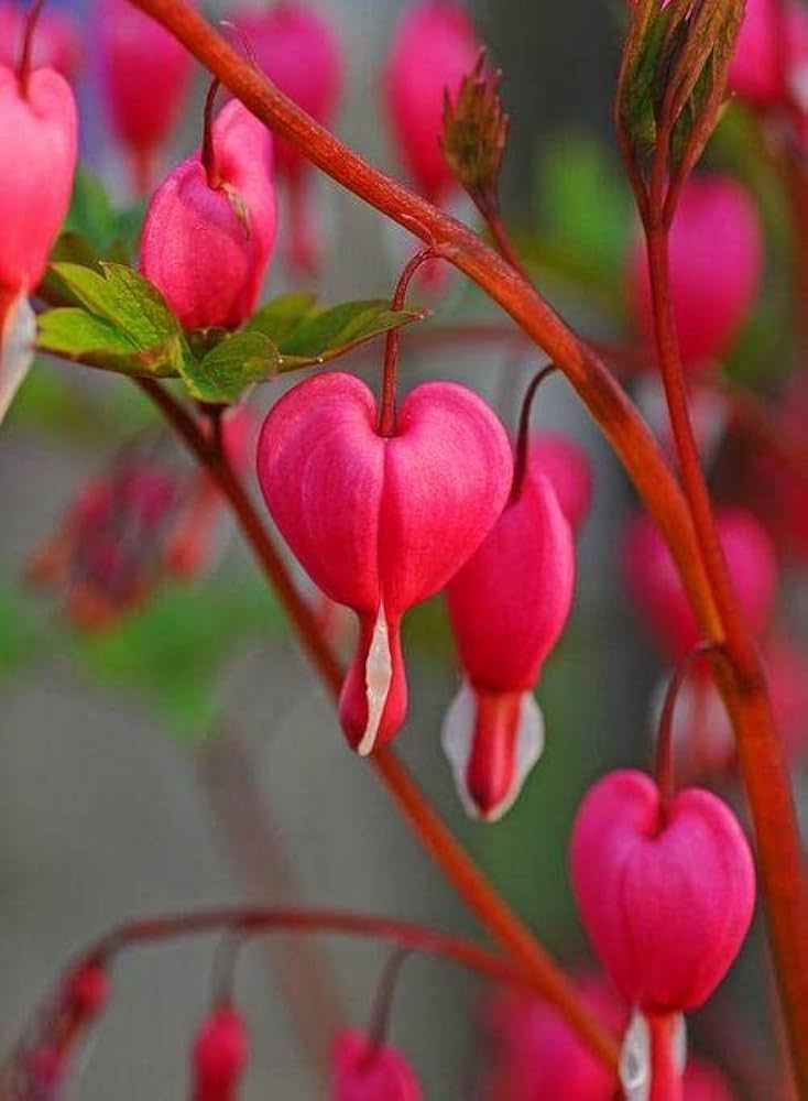 Rosa bleeding hearts blume samen for anpflanzung - pollinator friendly, heirloom & gmo free samen for home garten
sale samen for anpflanzung in home garten