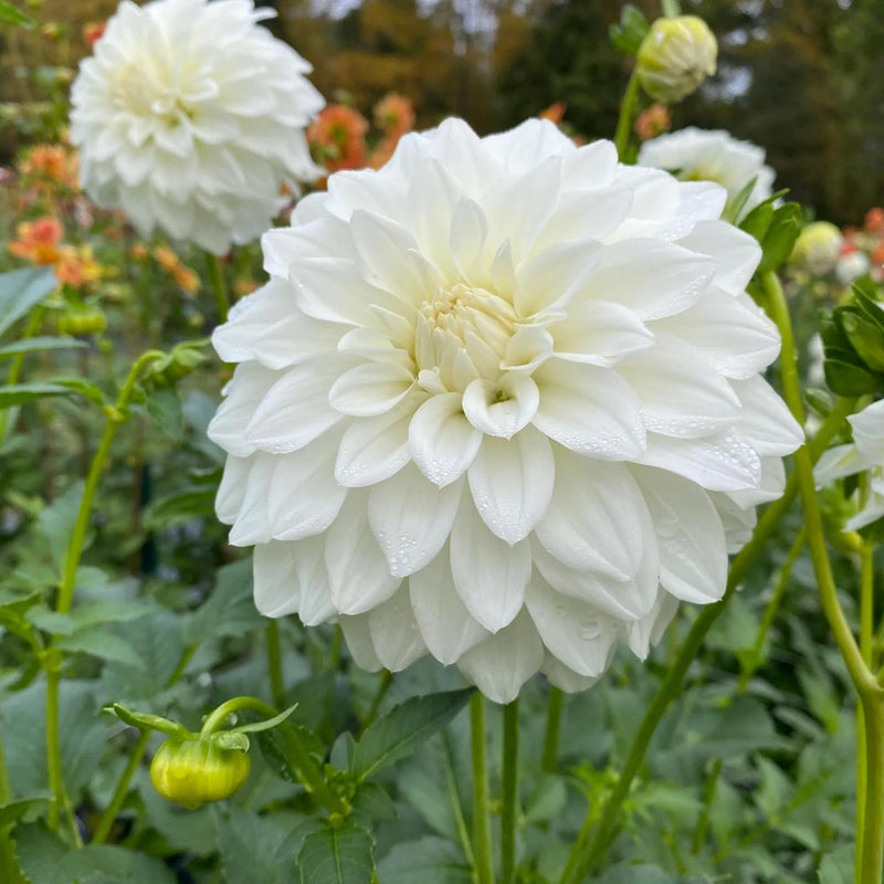 Weiß dahlias blume samen for anpflanzung perfect for borders heirloom & gmo free samen for home garten
sale samen for home garten anpflanzung