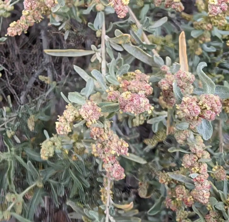 Atriplex canescens blume samen for anpflanzung - vibrant colors, heirloom & gmo free samen for home garten
sale samen for home garten