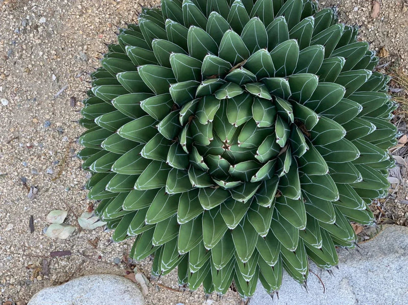 Agave victoriae blume samen for anpflanzung compact growth heirloom & gmo free samen for home garten
sale for anpflanzung in home garten