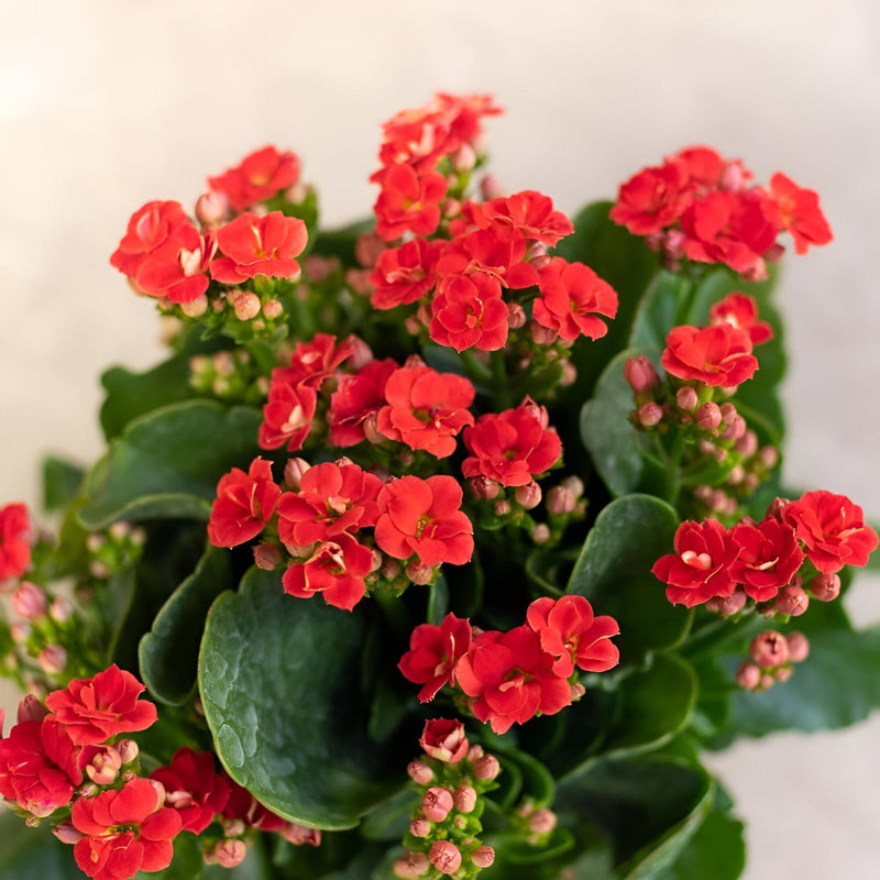 Rot kalanchoe blume samen for anpflanzung cut blume favorite heirloom & gmo free samen for home garten
sale samen for home garten anpflanzung