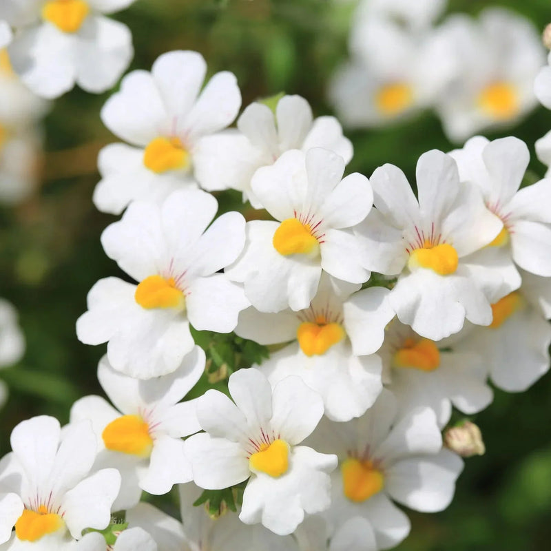 Weiß nemesia strumosa blume samen for anpflanzung - compact growth, heirloom & gmo free samen for home garten
sale for anpflanzung in home garten