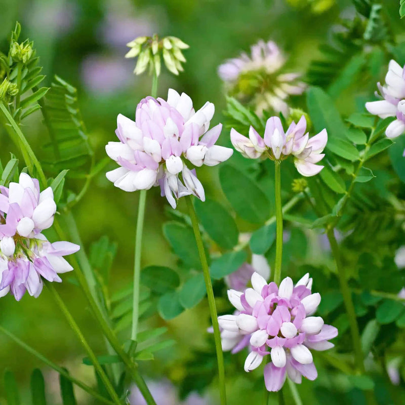 Violet crown vetch blume samen for anpflanzung long bloom season heirloom & gmo free samen for home garten
sale samen for home garten anpflanzung