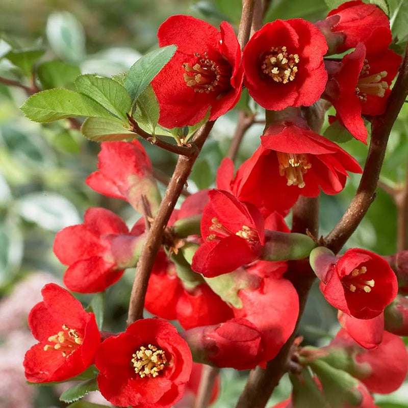 Rot chaenomeles blume samen for anpflanzung - perfect for borders, heirloom & gmo free samen for home garten
sale for anpflanzung in home garten