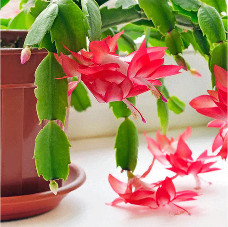 Zygocactus blume samen for anpflanzung compact growth heirloom & gmo free samen for home garten
sale samen for home garten anpflanzung