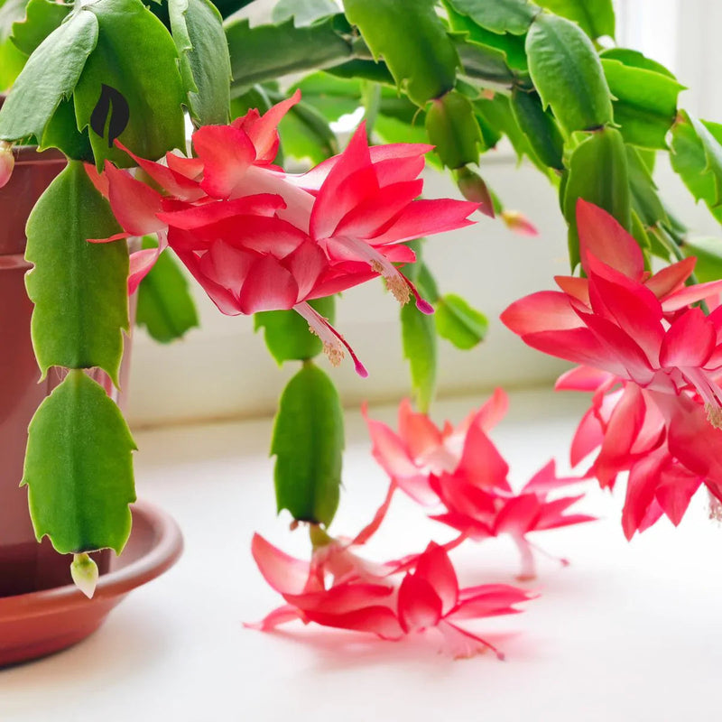 Zygocactus schlumbergera blume samen for anpflanzung garten favorite heirloom & gmo free samen for home garten
sale samen for home garten anpflanzung