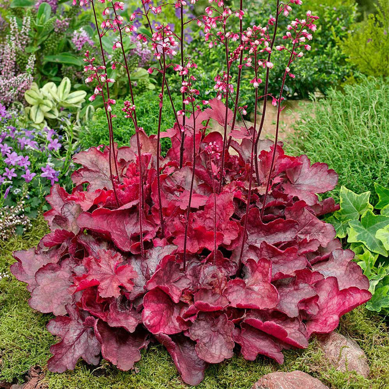 Rot coral heuchera blume samen for anpflanzung perfect for borders heirloom & gmo free samen for home garten
sale samen for home garten anpflanzung
