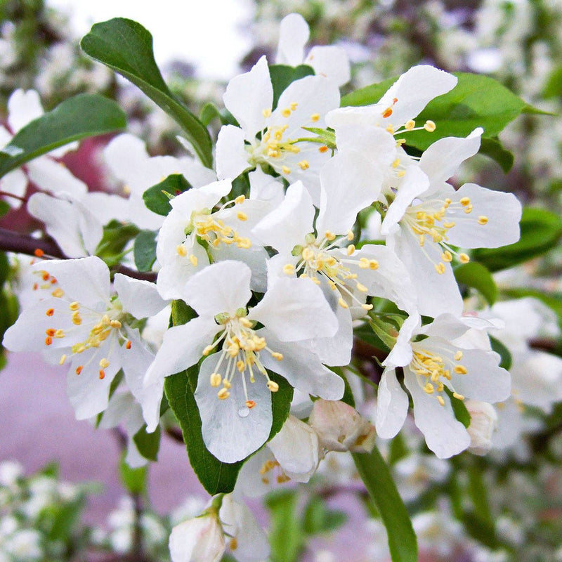 Weiß crabapple blume samen for anpflanzung - fragrant blossoms, heirloom & gmo free samen for home garten
sale for anpflanzung in home garten