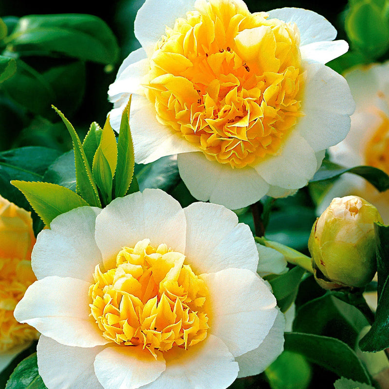 Weiß gelb camellia blume samen for anpflanzung - easy to grow, heirloom & gmo free samen for home garten
sale for anpflanzung in home garten
