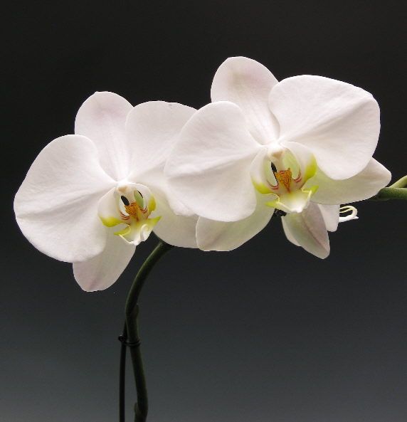 Weiß butterfly orchid blume samen for anpflanzung easy to grow heirloom & gmo free samen for home garten
sale samen for home garten anpflanzung