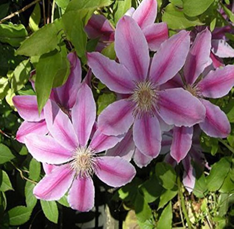 Clematis lila blume samen for anpflanzung - wildflower mix, heirloom & gmo free samen for home garten
sale samen for anpflanzung in home garten