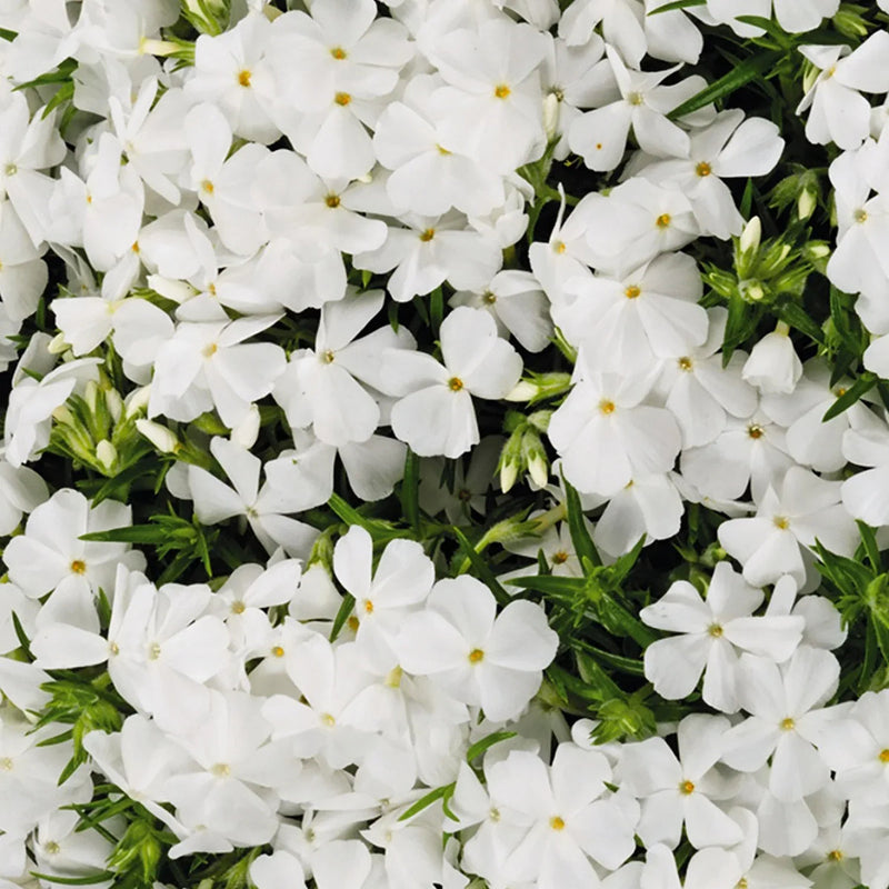 Weiß creeping blume samen for anpflanzung - drought tolerant, heirloom & gmo free samen for home garten
sale for anpflanzung in home garten
