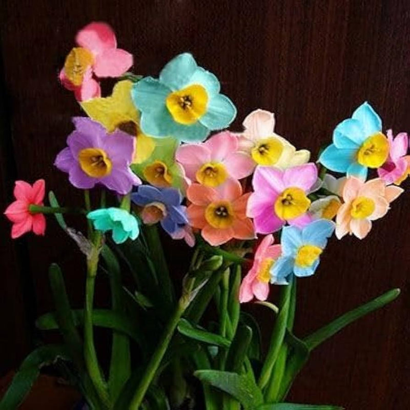 Rainbow daffodils blume samen for anpflanzung pollinator friendly heirloom & gmo free samen for home garten
sale samen for home garten anpflanzung