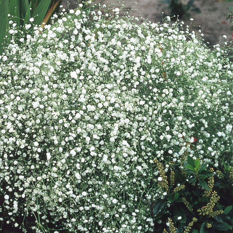 Weiß gyposophila elegans blume samen for anpflanzung - fragrant blossoms, heirloom & gmo free samen for home garten
sale samen for anpflanzung in home garten