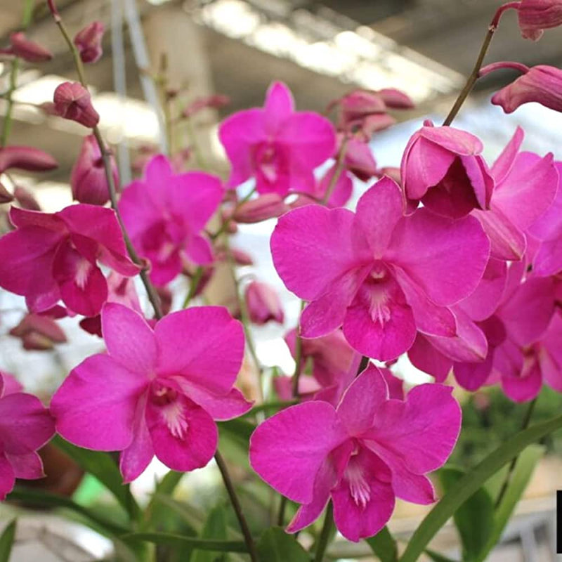 Rosa dendrobium blume samen for anpflanzung premium quality heirloom & gmo free samen for home garten
sale samen for home garten anpflanzung